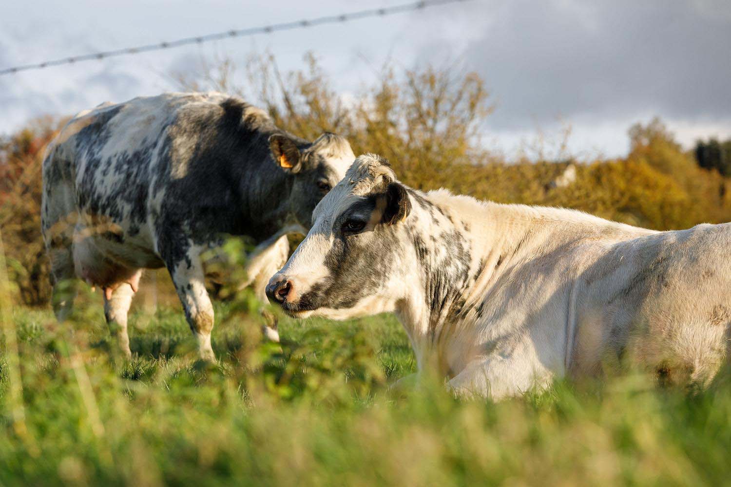 Vache dans la prairie en automne